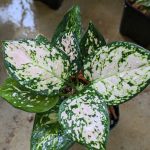 アグラオネマ・エイリーン