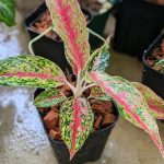 アグラオネマ・ナイトスパーク