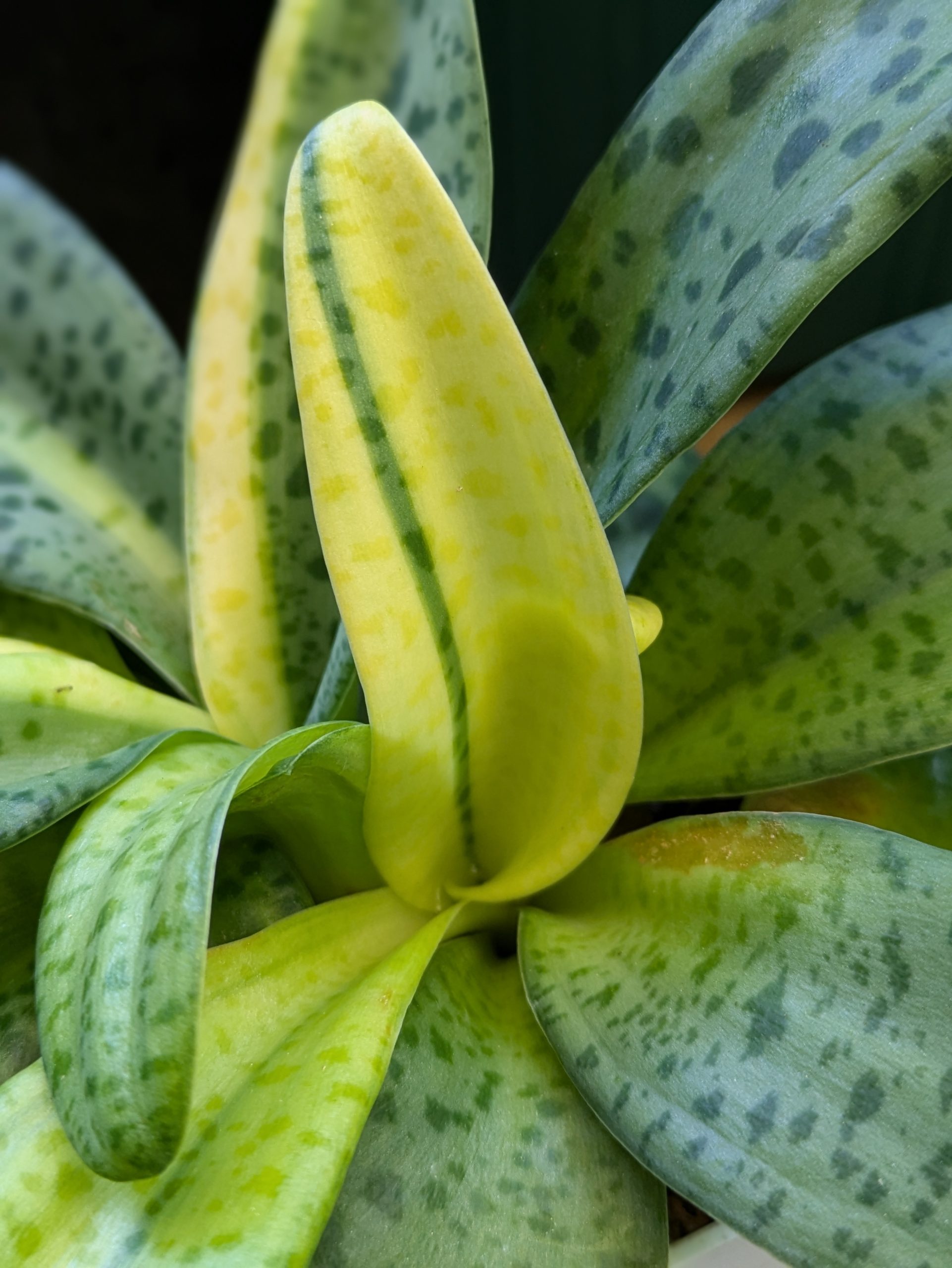 ミドリムシ ミドリ安全 簡易防水仕様 寒冷地用 先芯入りスニーカー MPSW-155(旧MPS