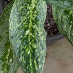 アグラオネマ・ビクトリー