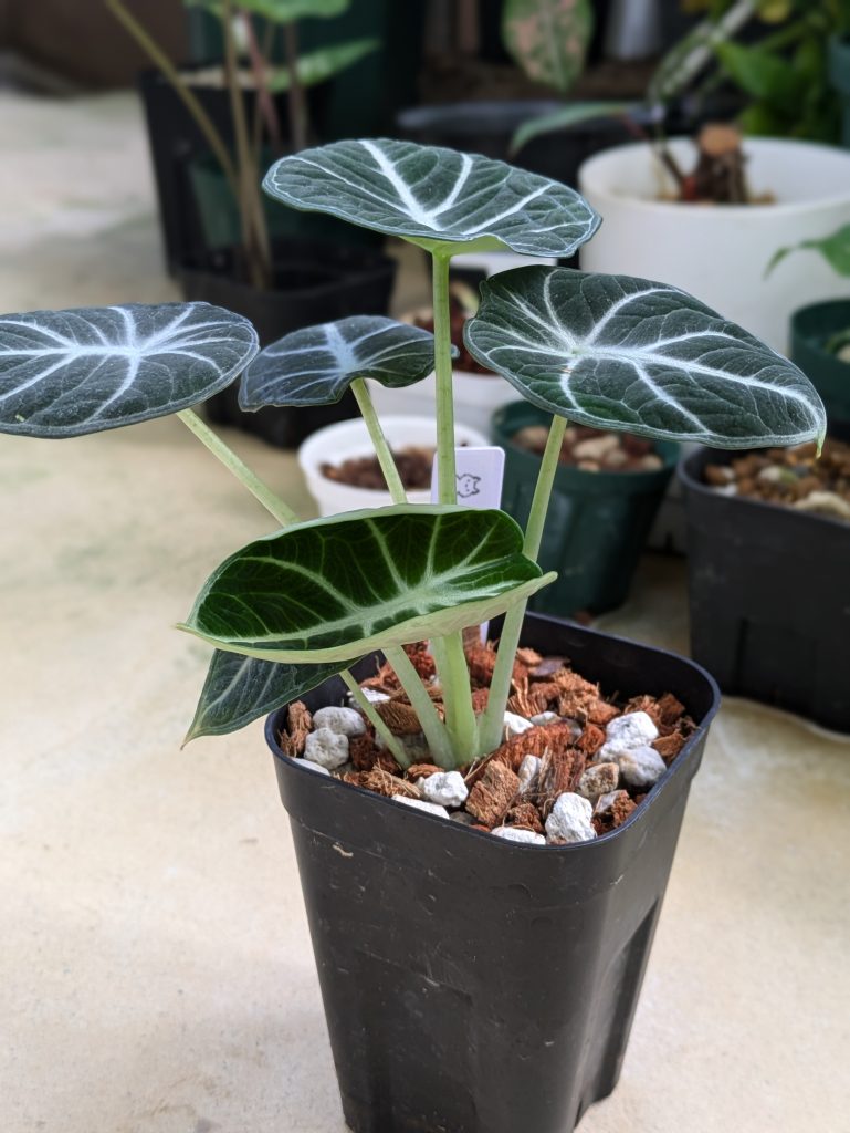 アロカシア・レギヌラ・ニンジャ