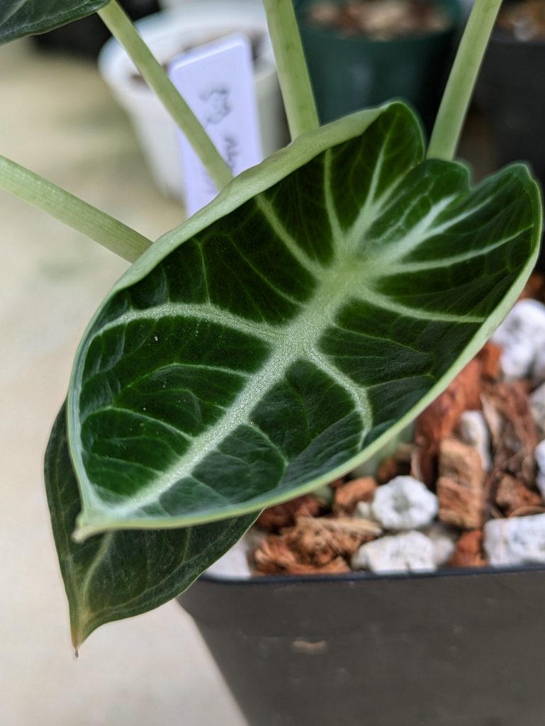 アロカシア・レギヌラ・ニンジャ