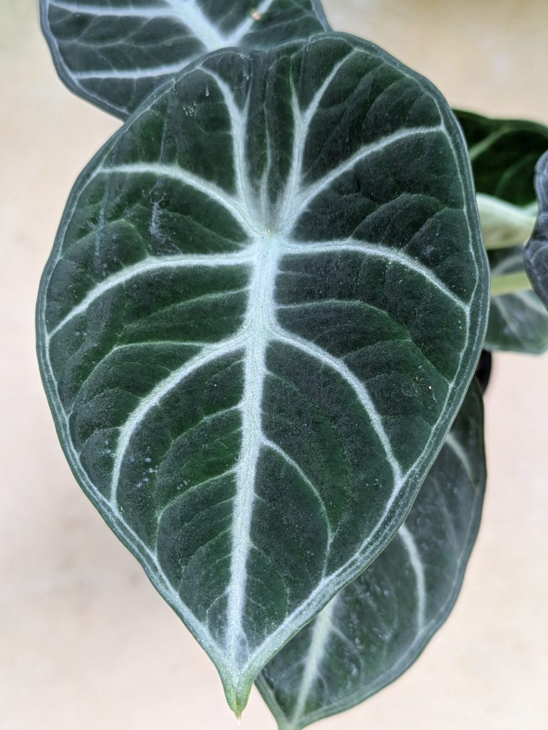 アロカシア・レギヌラ・ニンジャ