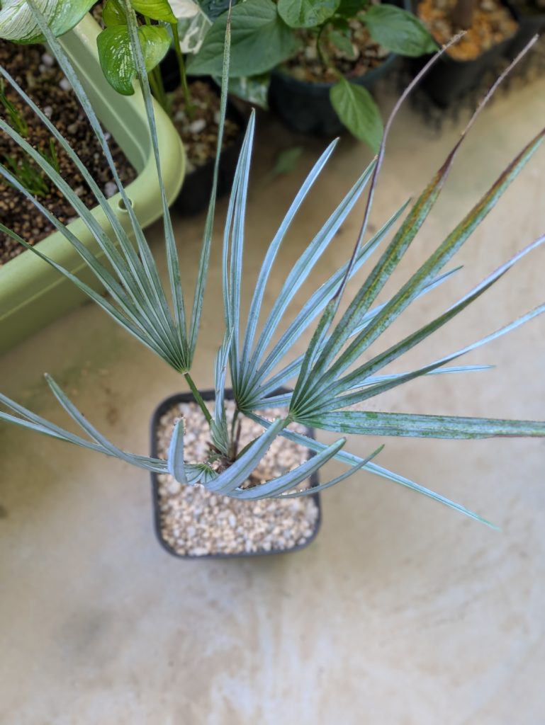 チャメロプス・フミリス・セリフェラ