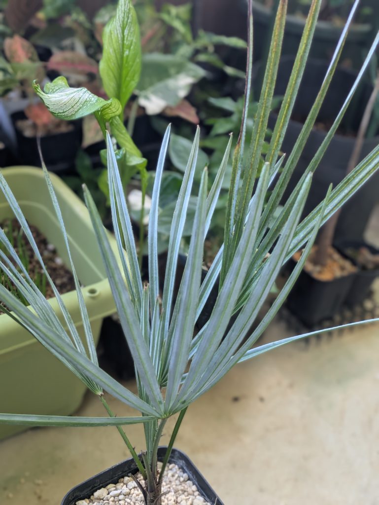 チャメロプス・フミリス・セリフェラ