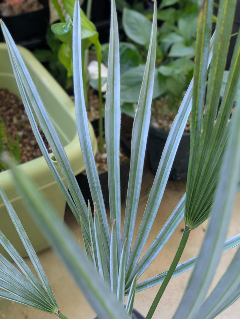 チャメロプス フミリス セリフェラ シルバーブルー チャメロプスフミリスセリフェラ シルバーブルー チャメロプスフミリス