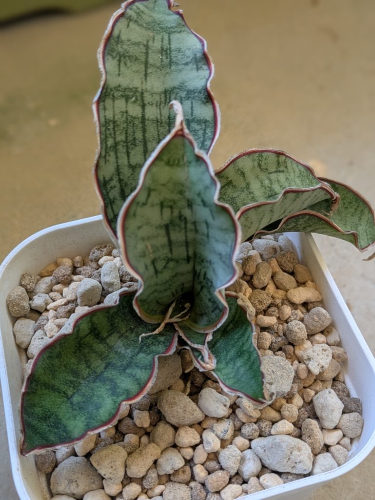 サンスベリア・キルキーシルバーブルー