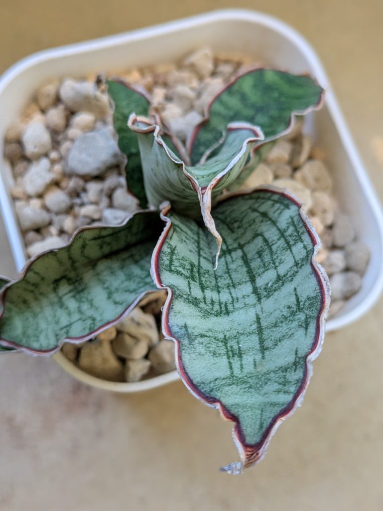 サンスベリア・キルキーシルバーブルー