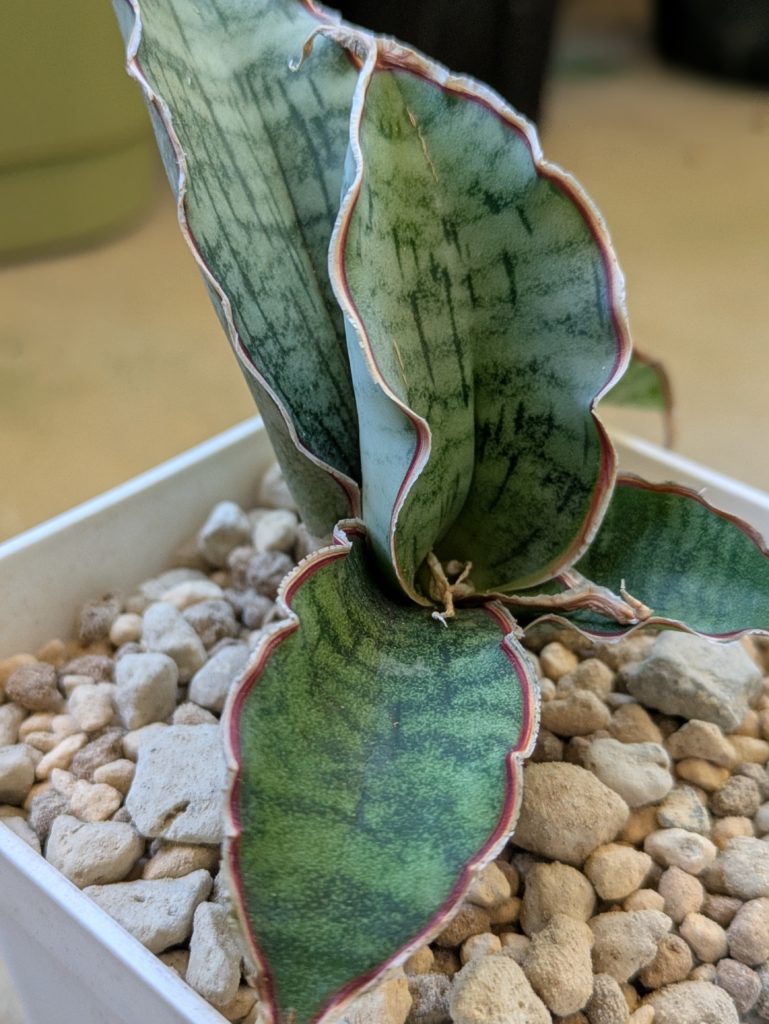 サンスベリア・キルキーシルバーブルー