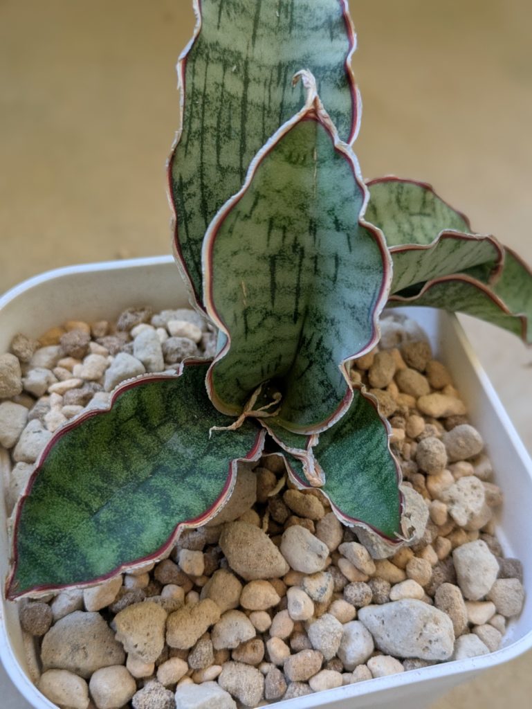 サンスベリア・キルキーシルバーブルー