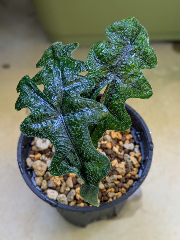 アロカシア・ジャックリン