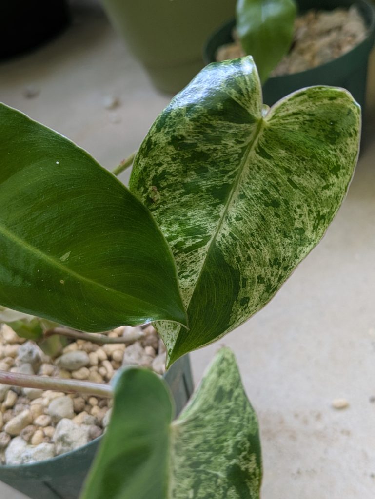 フィロデンドロン・バールマルクス・ミント