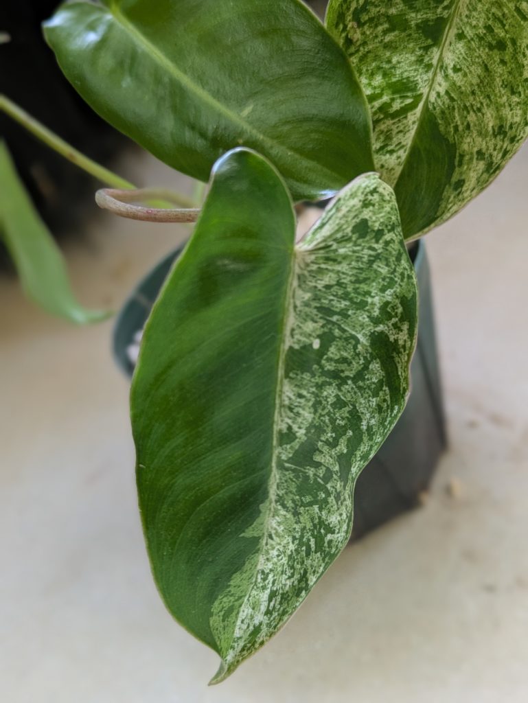 フィロデンドロン・バールマルクス・ミント