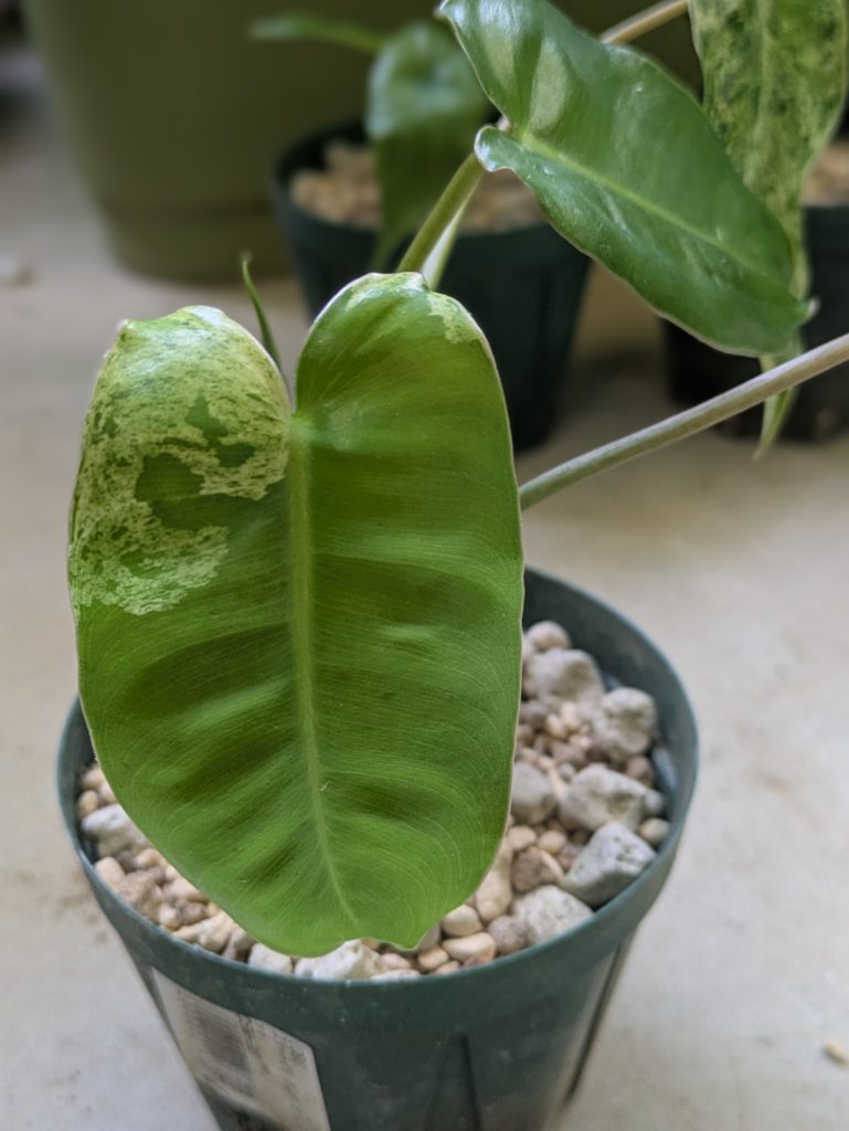 フィロデンドロン・バールマルクス・ミント