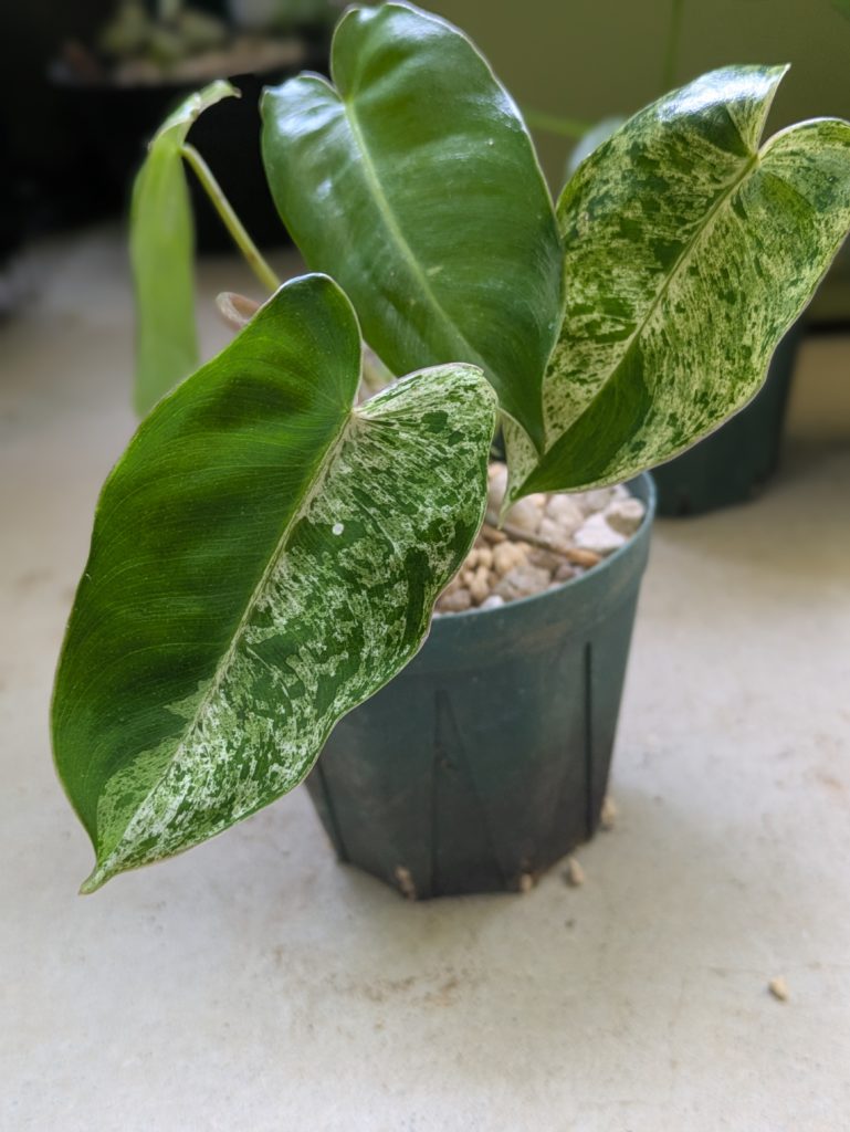 フィロデンドロン・バールマルクス・ミント