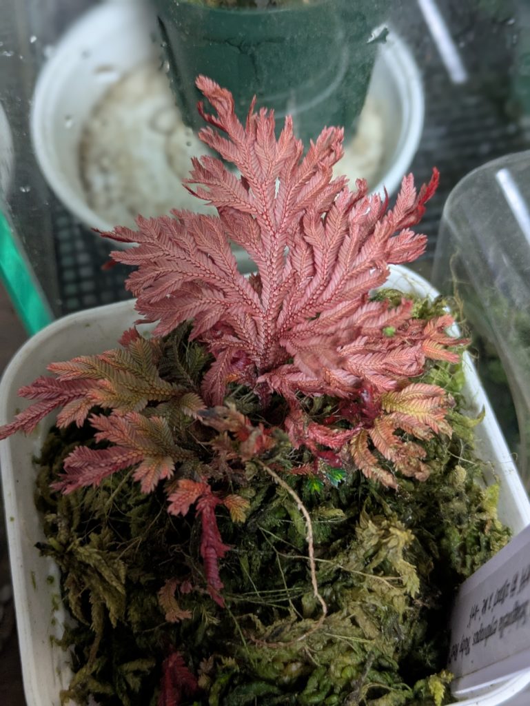 セラギネラ・エリスロプスルビーレッド