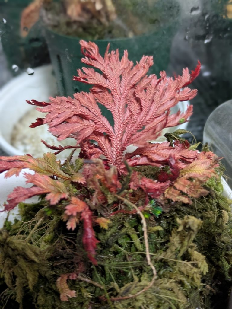 セラギネラ・エリスロプスルビーレッド