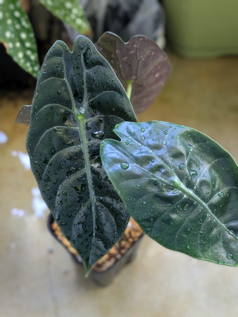 アロカシア・ワトソニア