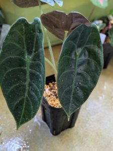 アロカシア・ワトソニア