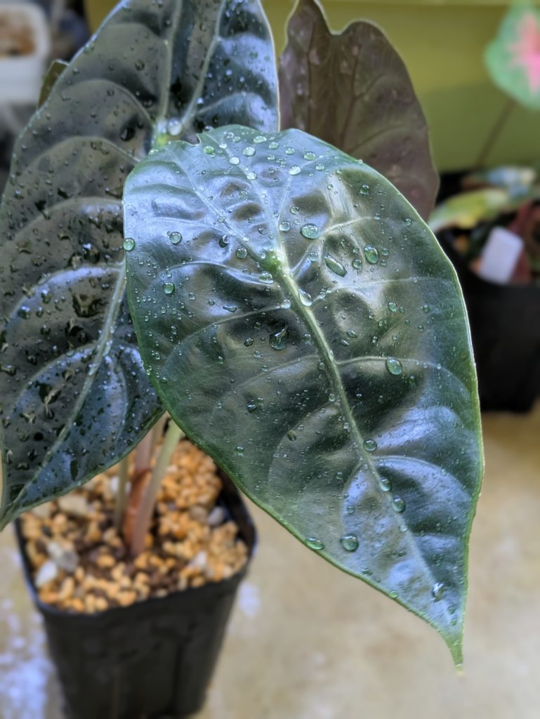アロカシア・ワトソニア