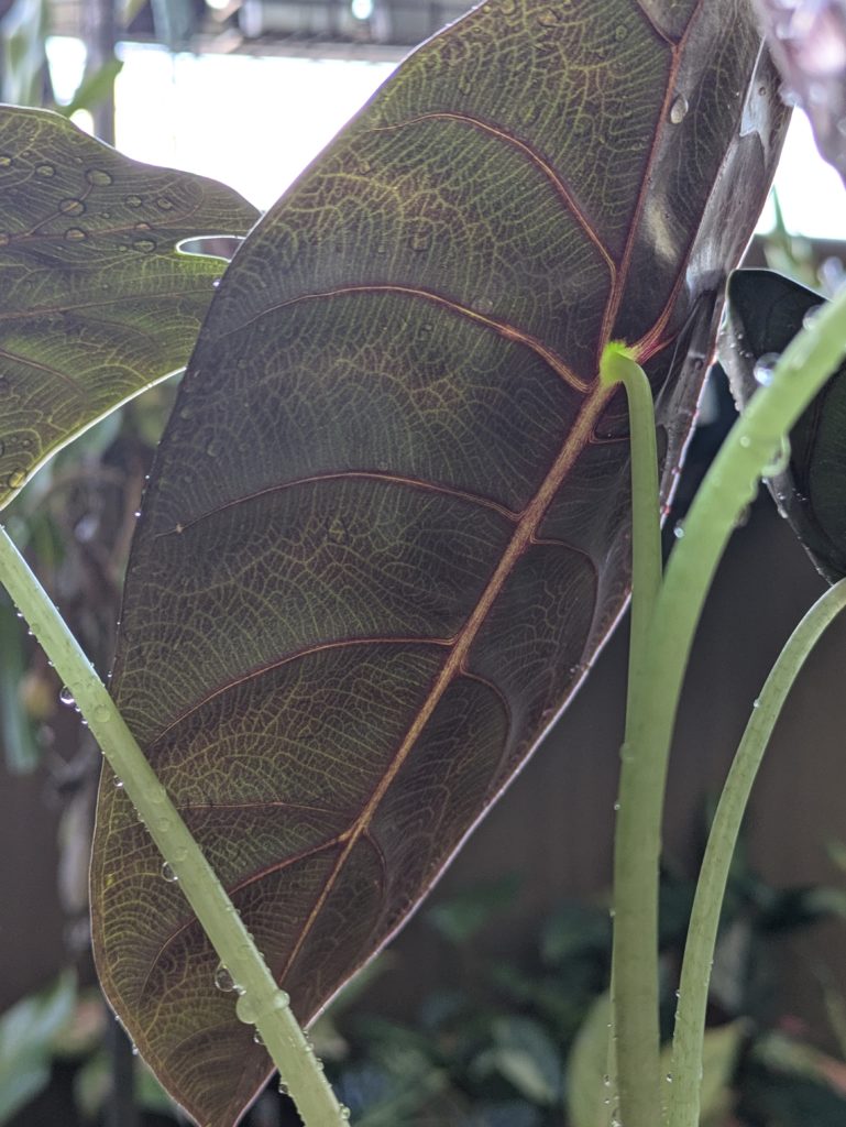 アロカシア・ワトソニア