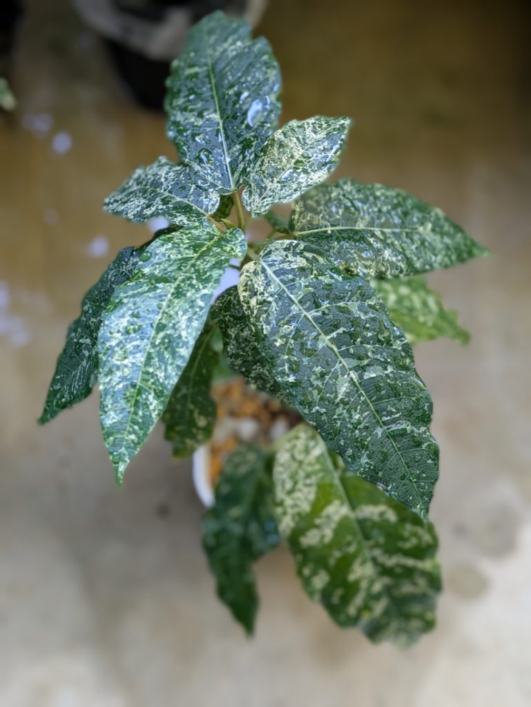 フィカス・アスペラ