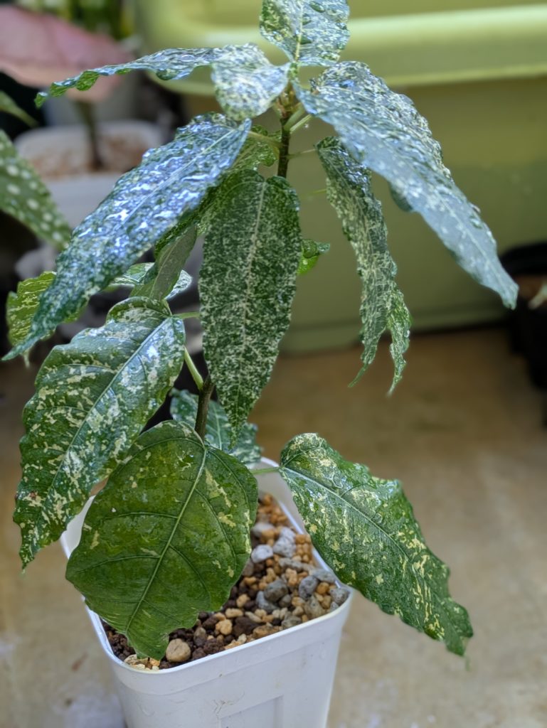 フィカス・アスペラ