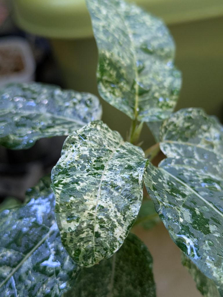 フィカス・アスペラ