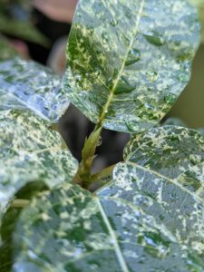 フィカス・アスペラ