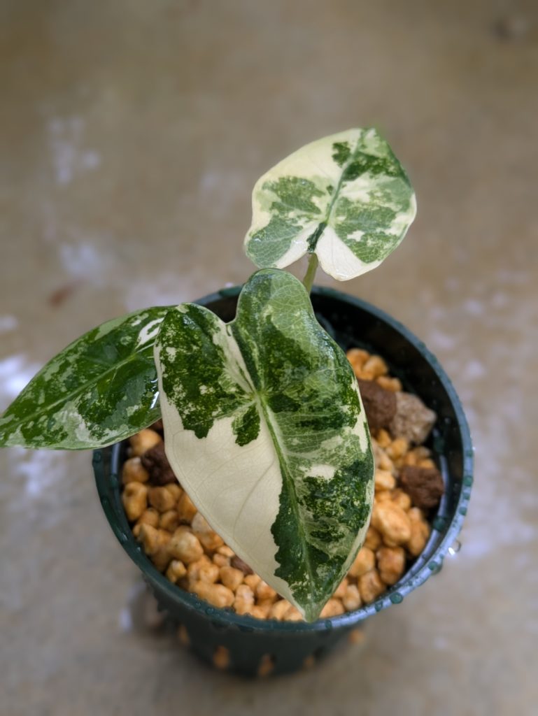 アロカシア・グリーンベルベット斑入り