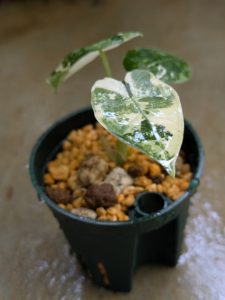 ロカシア・グリーンベルベット斑入り