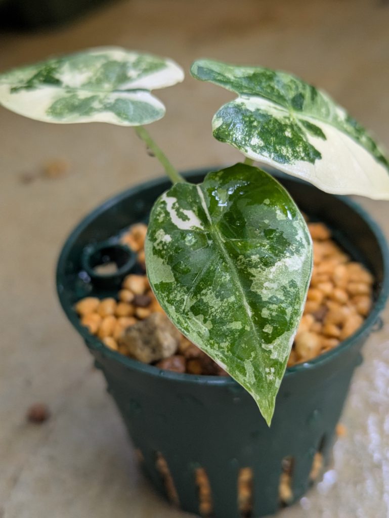 アロカシア・グリーンベルベット斑入り