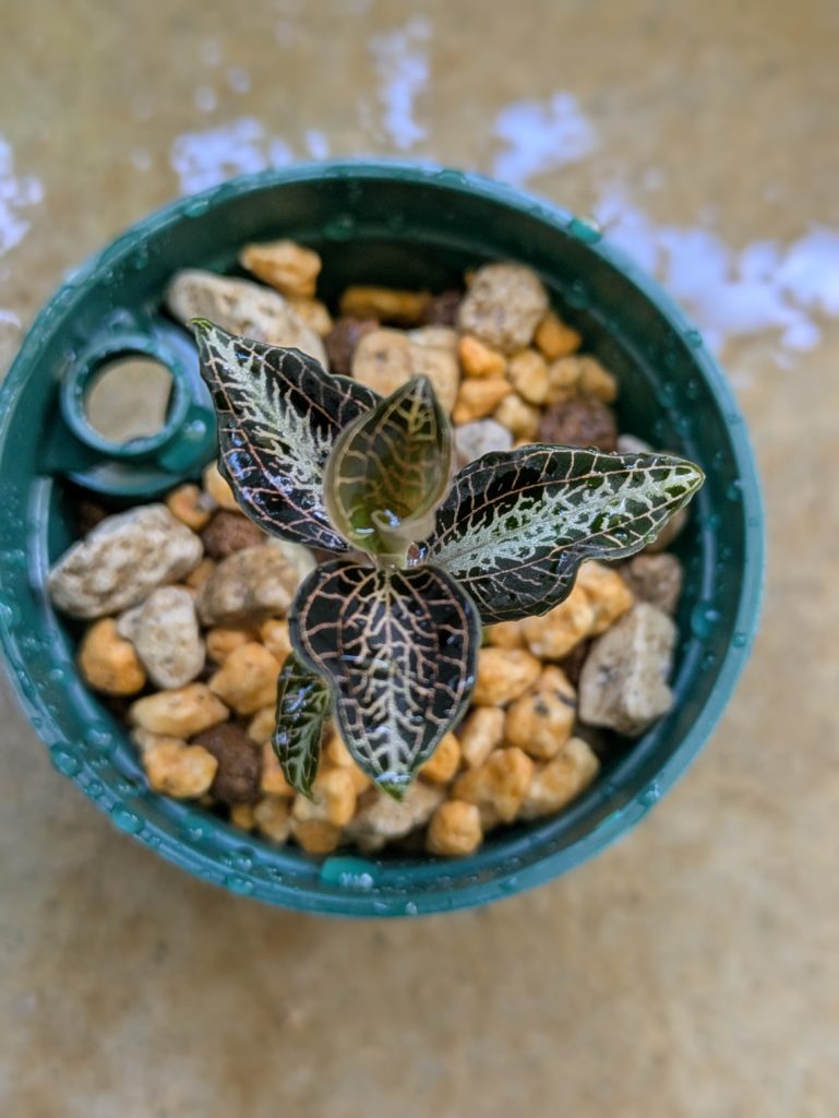 アネクトキクルス・ロビアーナス