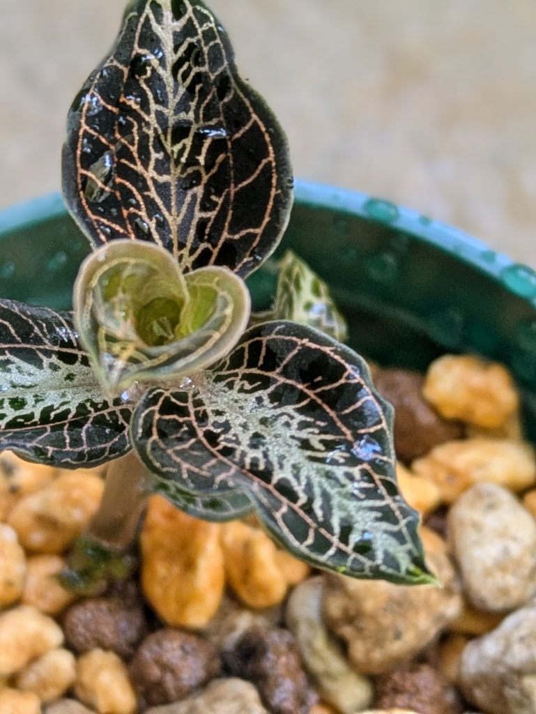 アネクトキクルス・ロビアーナス