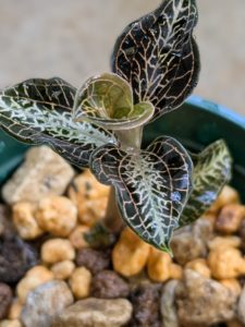 アネクトキクルス・ロビアーナス