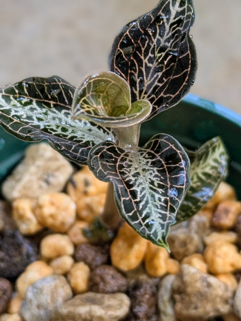 アネクトキクルス・ロビアーナス