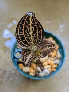 アネクトキクルス・アルボリネアータス