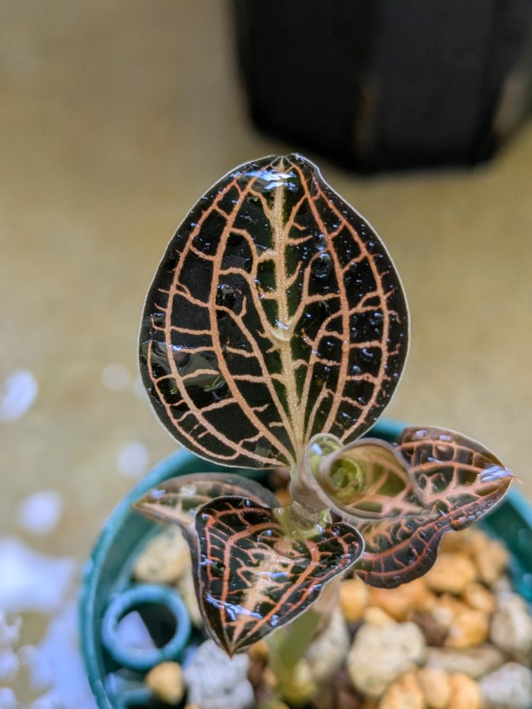 アネクトキクルス・アルボリネアータス