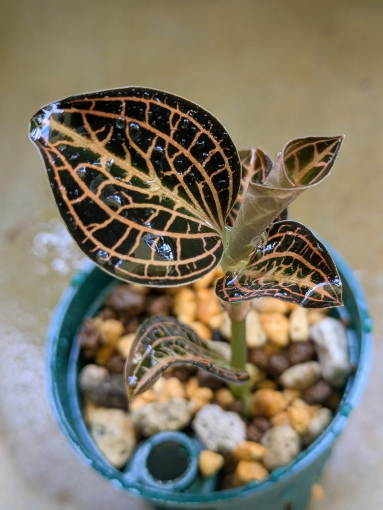 アネクトキクルス・アルボリネアータス