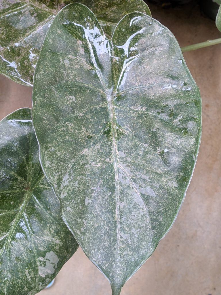 アロカシア・ウェンティ