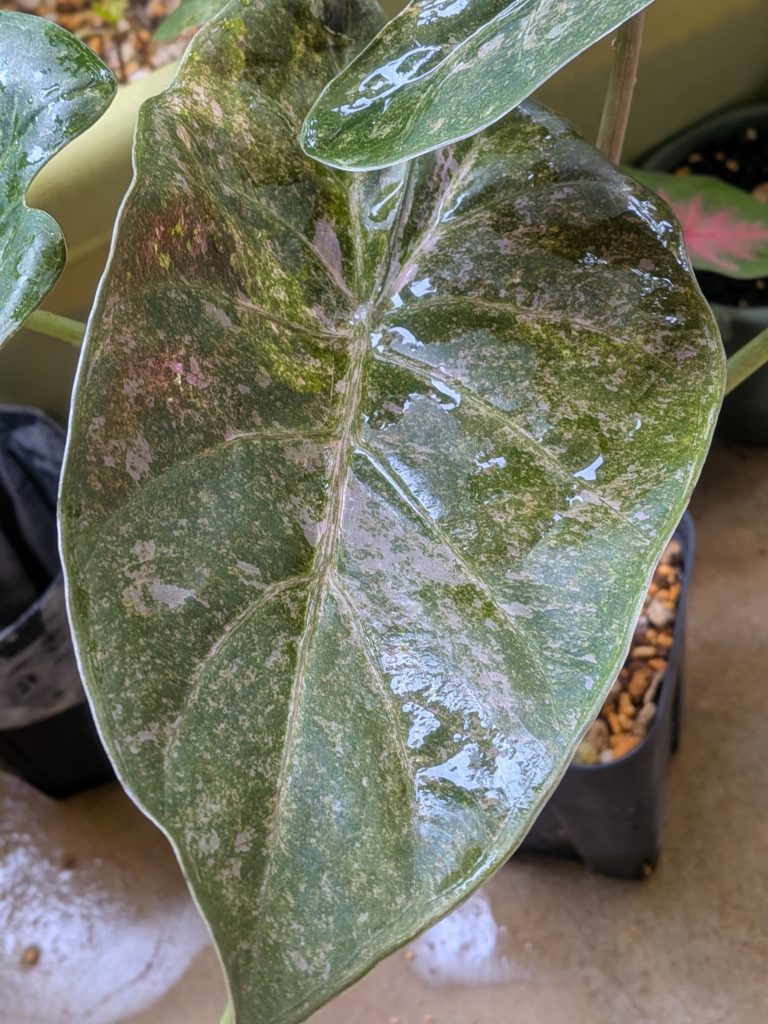 アロカシア・ウェンティ