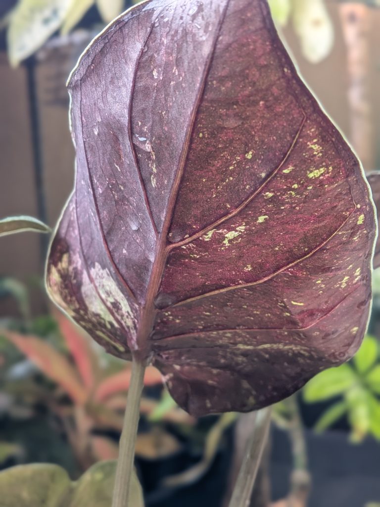 アロカシア・ウェンティ