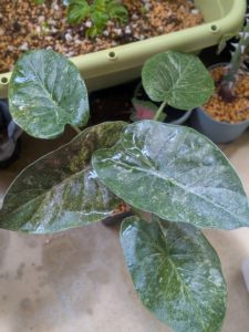 アロカシア・ウェンティ