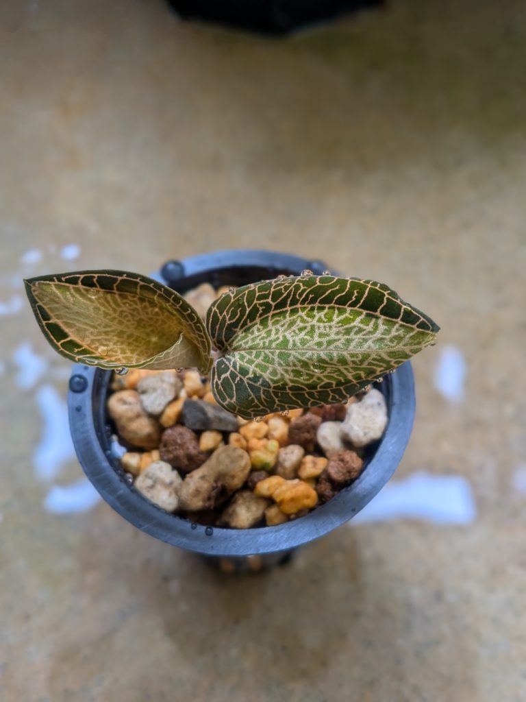 アネクトキクルス・サンライト