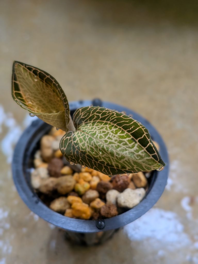 アネクトキクルス・サンライト