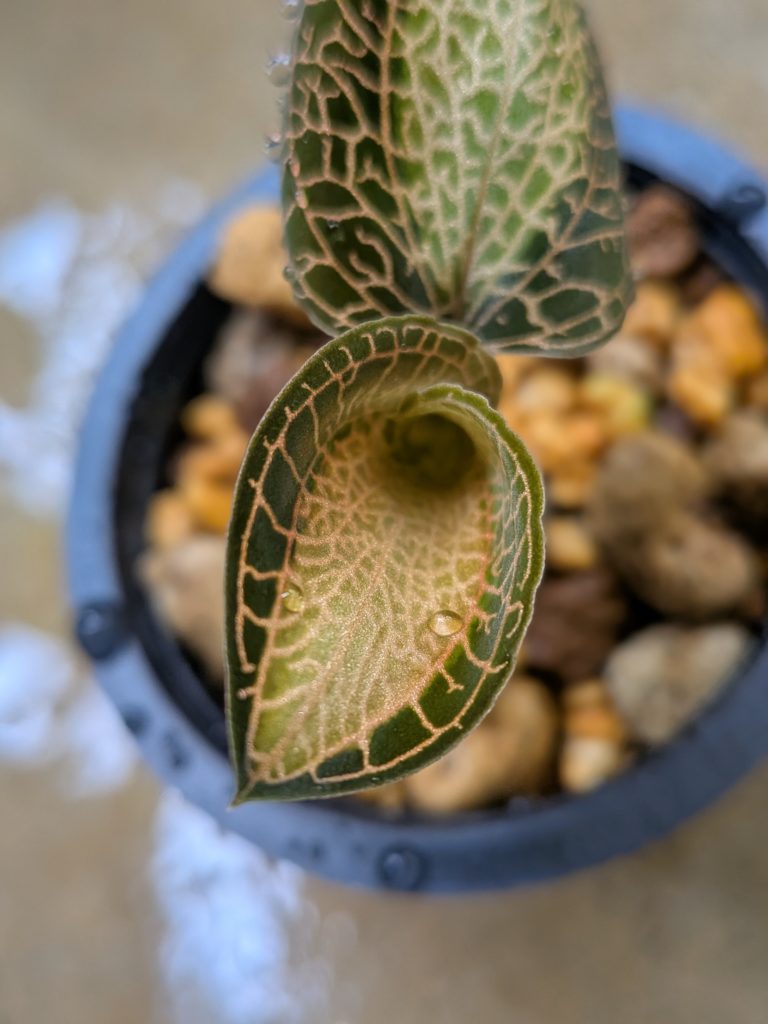 アネクトキクルス・サンライト