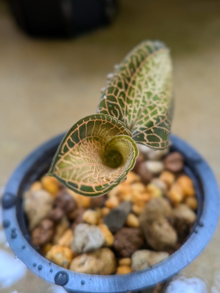 アネクトキクルス・サンライト