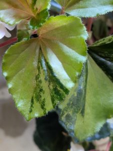 ベゴニア・ククラータ・オーレア