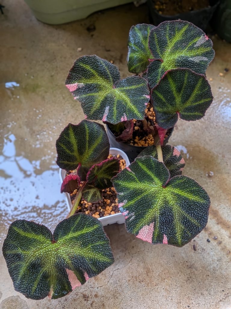 ベゴニア・ソムリタータ