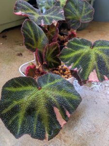 ベゴニア・ソムリタータ